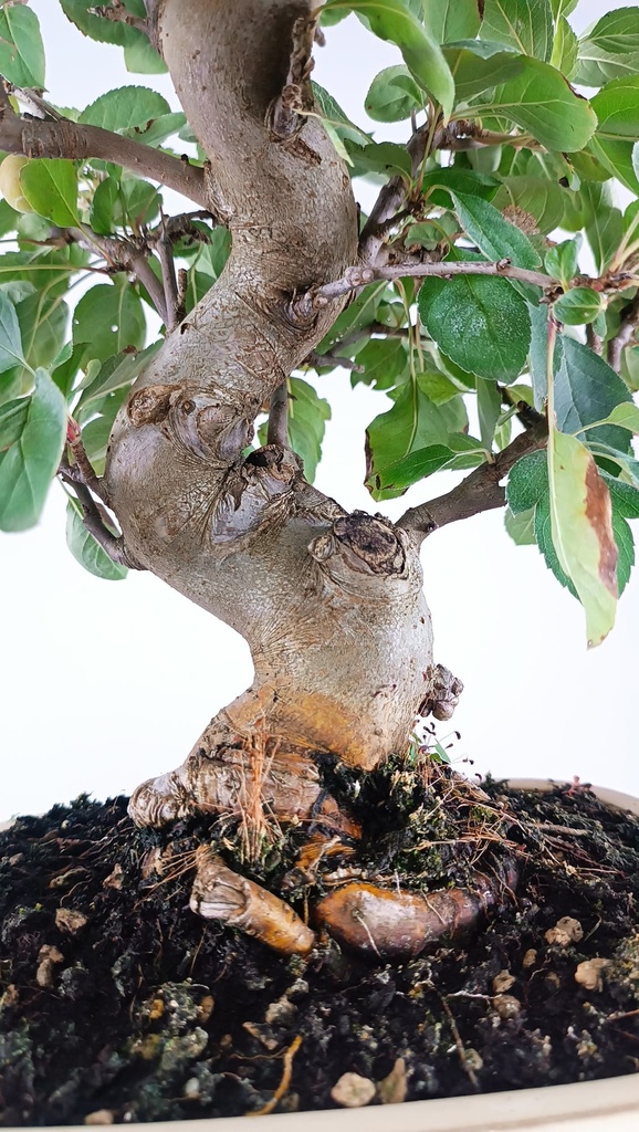 *Malus sp. 100 euros Passport -43-159475-030925  D-ES