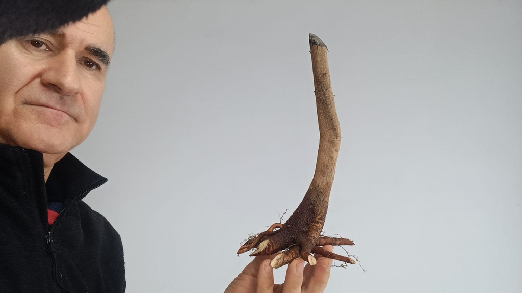 B 3. Acer buergerianum 120 euros con envio incluido peninsula y Portugal. Passport 25/00001