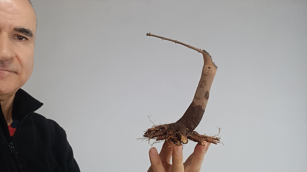 B 4. Acer buergerianum 120 euros con envio incluido peninsula y Portugal. Passport 25/00001