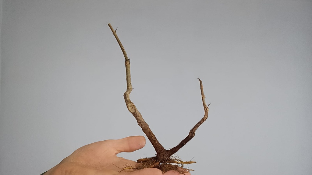 G 4 Granado nejikan  150 euros con envio incluido peninsula y Portugal. Passport 25/00006