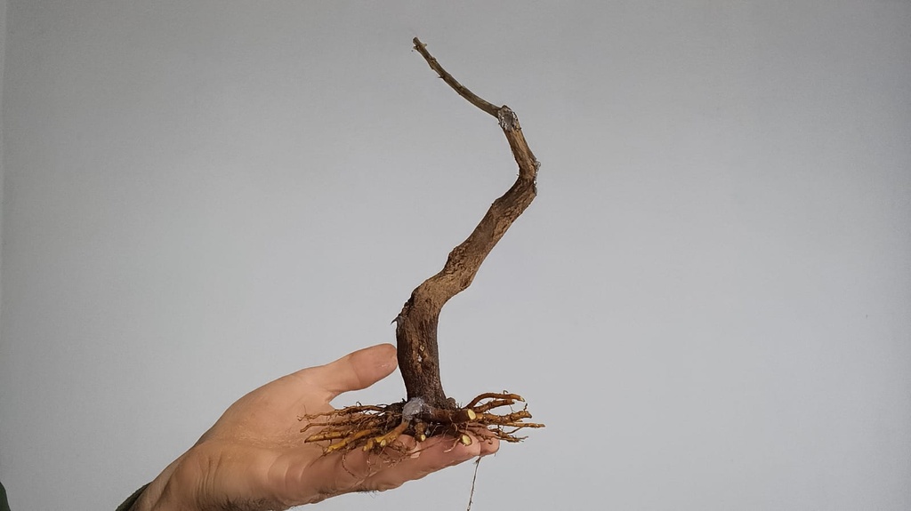 G 3. Granado nejikan 120 euros envio incluido peninsula y Portugal. Passport 25/0006