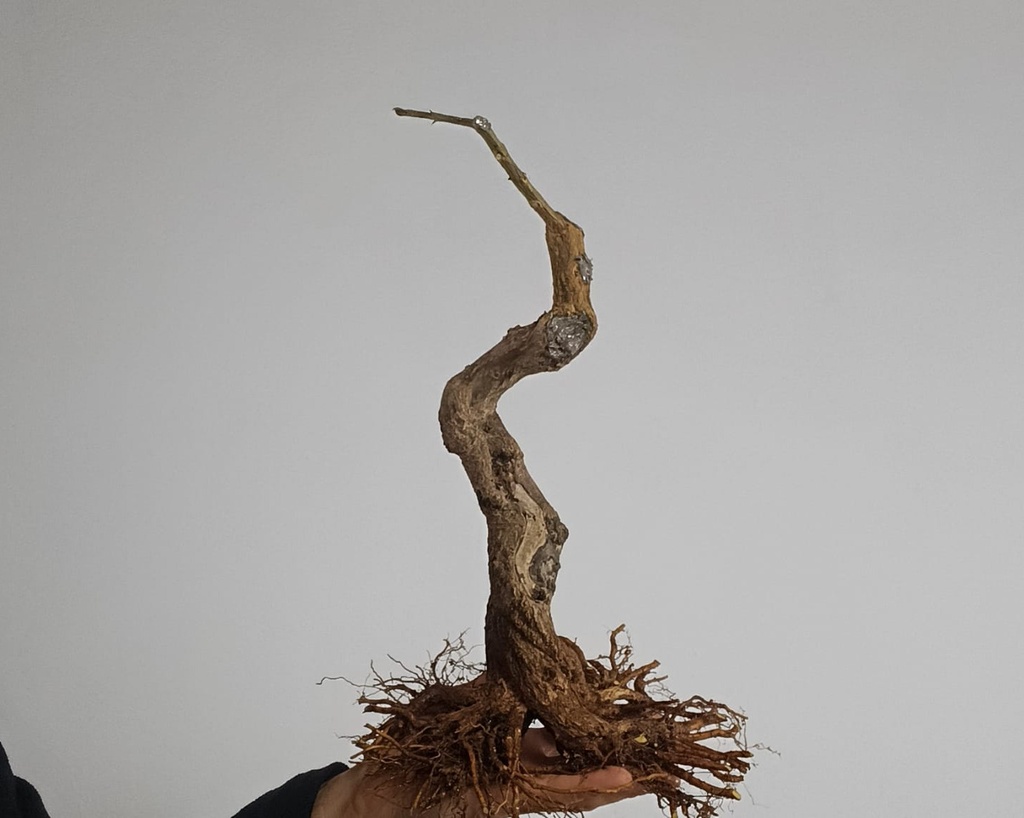 G 16. Granado nejikan / 230€