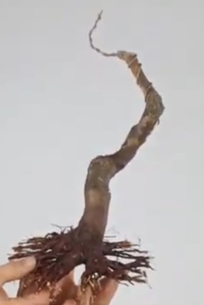 B 6. Acer buergeranium / 230 €