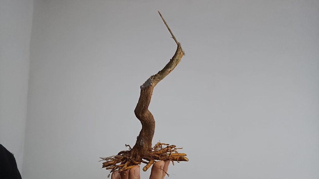 G 16. Granado nejikan/ 175€