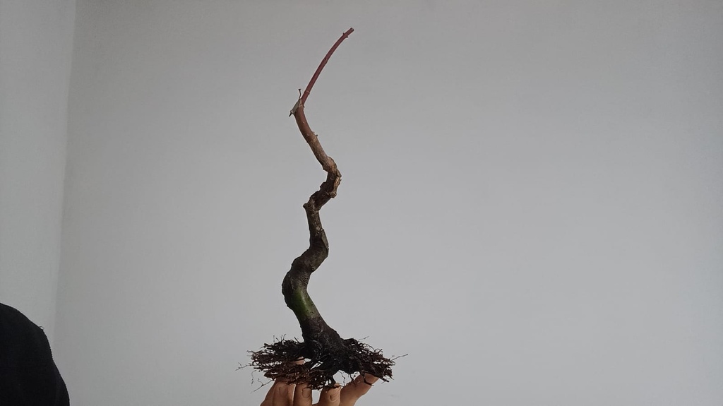 P 1. Acer palmatum yamamoniyi/ 120€