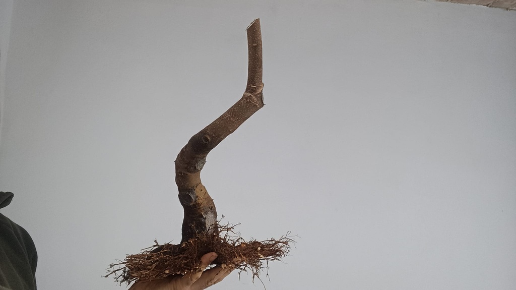 H 2. Ficus carica/ 200€