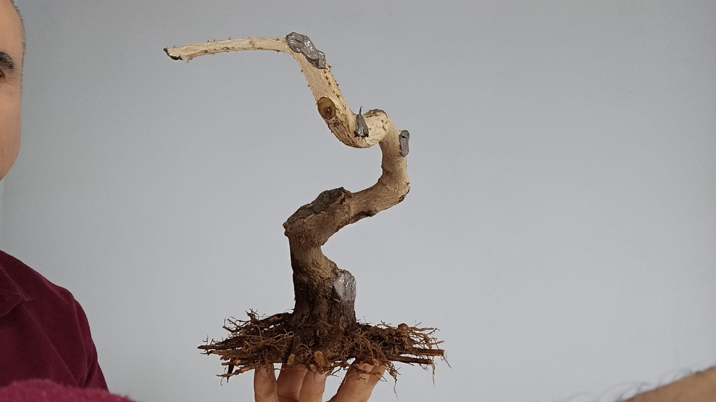 L1. Lantana 200 euros con envio gratis peninsula y Portugal