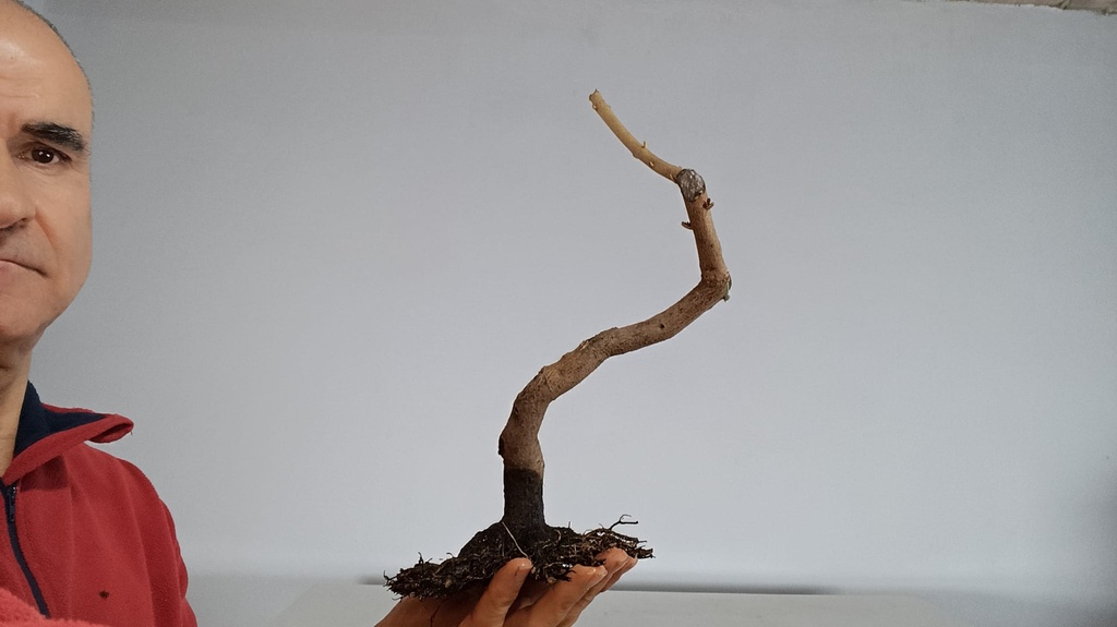 E 1. Eleganus, 120 euros con envio gratis peninsula.