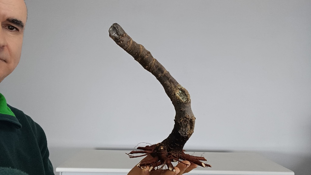 T 8 Tamarix 120 euros con envio gratis peninsula.