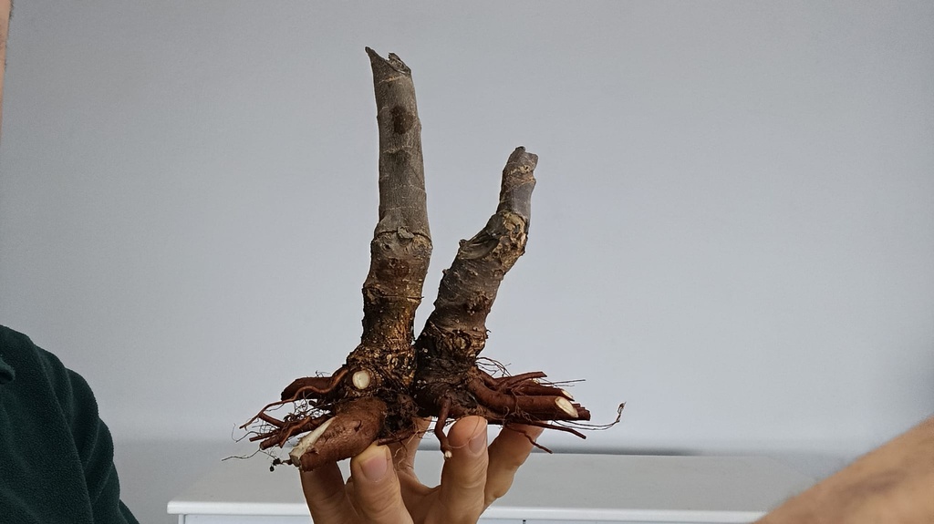 T 11. Tamarix 120 euros con envio gratis peninsula.