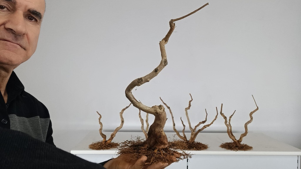 L 2. Lagestroemia indica 150 euros con envio gratis -