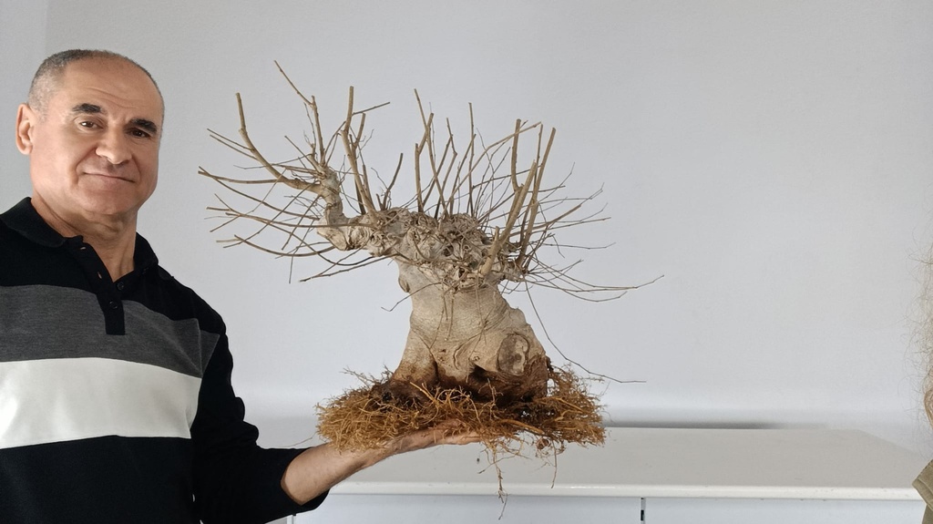 C 1. Celtis australis 350 euros con envio gratis peninsula.