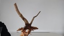 H 12. Ficus carica 180 euros con envio gratis peninsula.