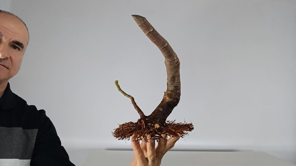 H 14 Ficus carica 150 euros con envio gratis peninsula.