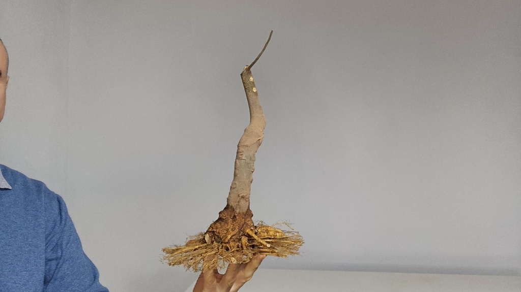 C 2. Celtis chinensis 280 euros con envio gratis peninsula.