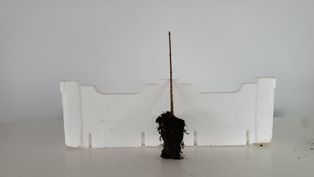 *Plantones Acer buergerianum 1 unidad 14,50 con envio gratis peninsula.