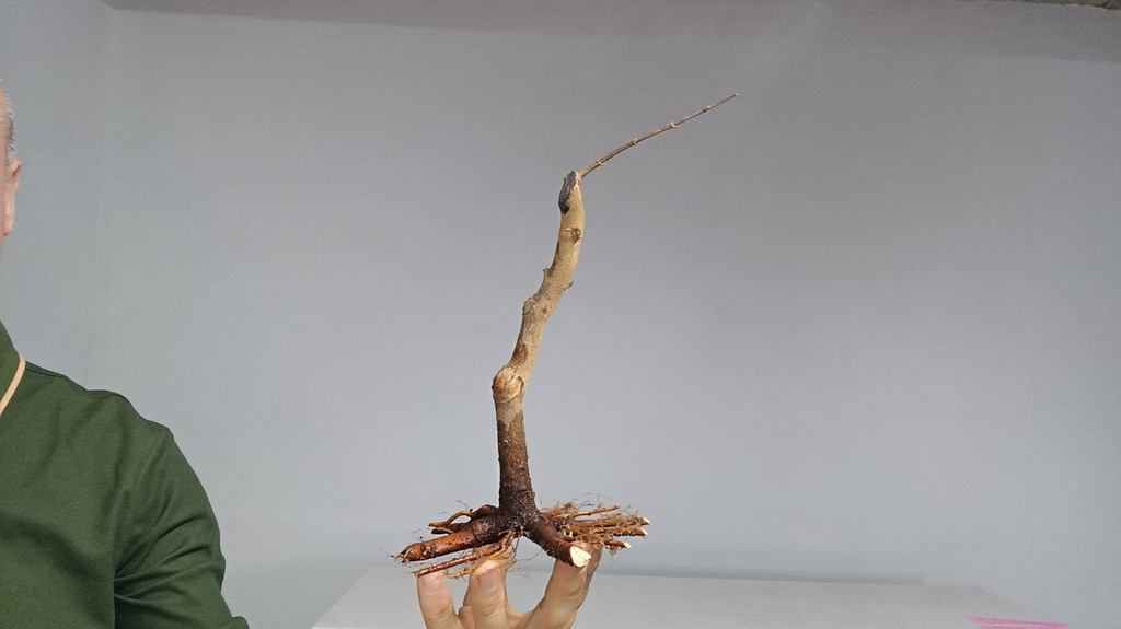 B 12. Acer buergerianum 150 euros con envio gratis peninsula.