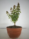 B 12. Acer buergerianum 150 euros con envio gratis peninsula.