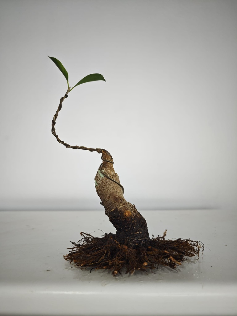 R 4. Ficus retusa 150 euros con envio gratis peninsula.