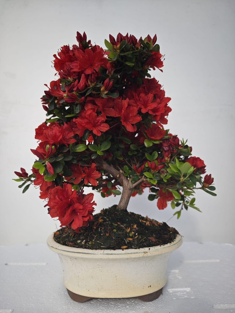 *A2. Rhododendron indicum, 70 euros con envio gratis peninsula