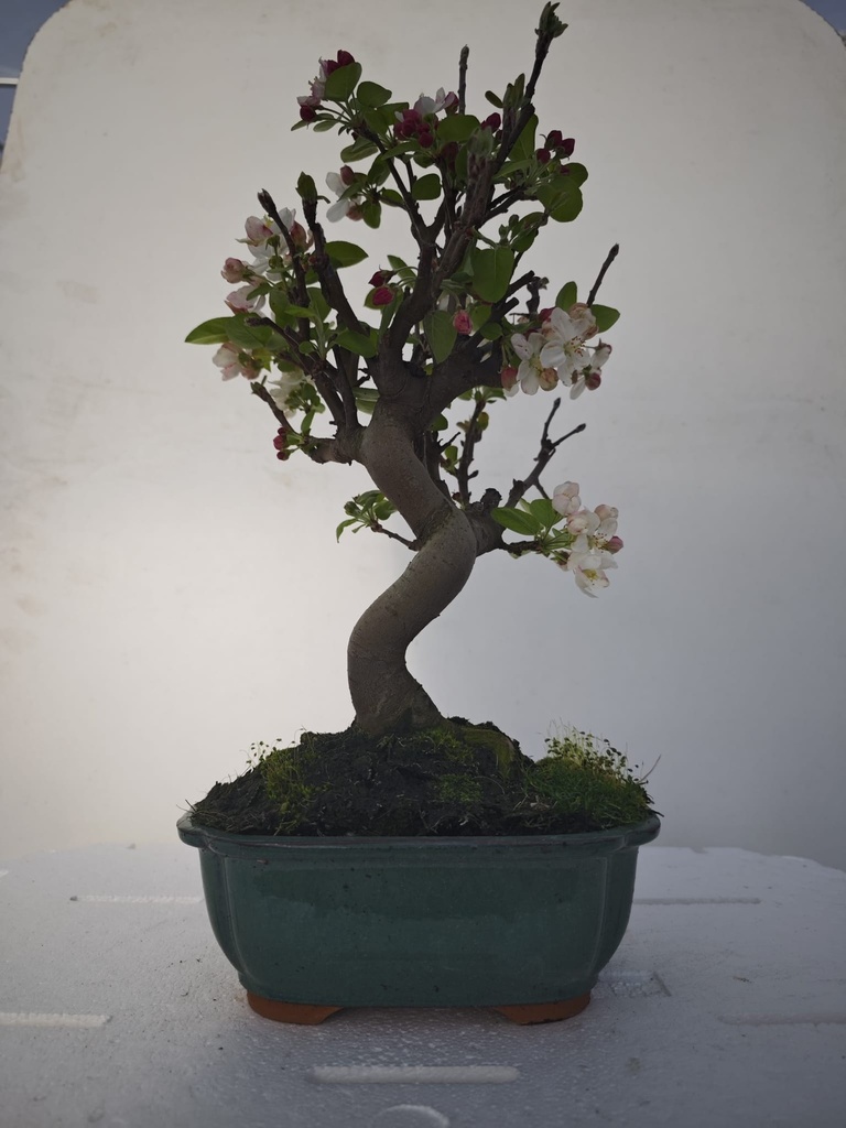 *M 4. Malus 100 euros con envio gratis peninsula.