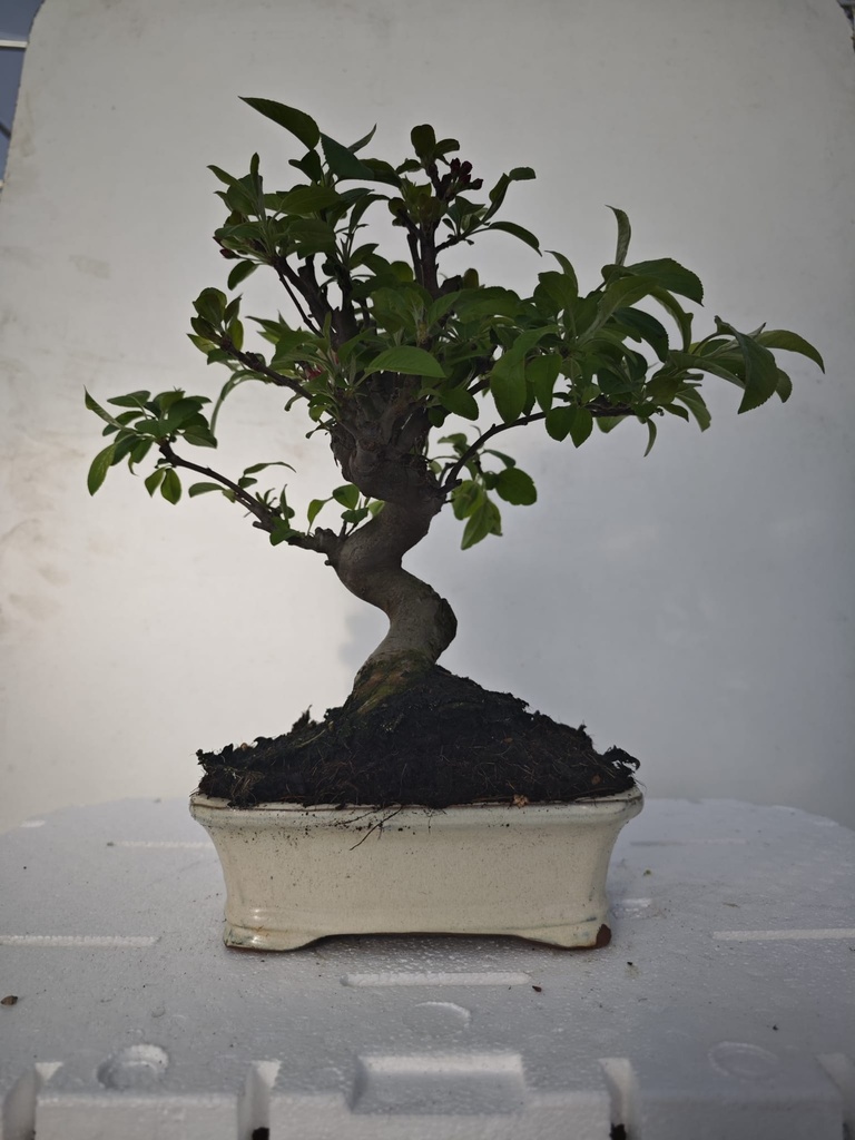 *M 7. Malus 100 euros con envio gratis peninsula.