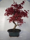 *D 20. Acer palmatum deshojo 220 euros con envio gratis peninsula.