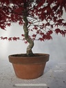 *D 21. Acer palmatum deshojo 150 euros con envio gratis peninsula.