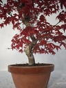 *D 22. Acer palmatum deshojo 220 euros con envio gratis peninsula.
