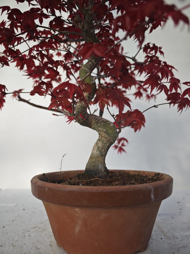 *D 24. Acer palmatum deshojo 220 euros con envio gratis peninsula.