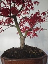 *D 28. Acer palmatum deshojo 220 euros con envio gratis peninsula.