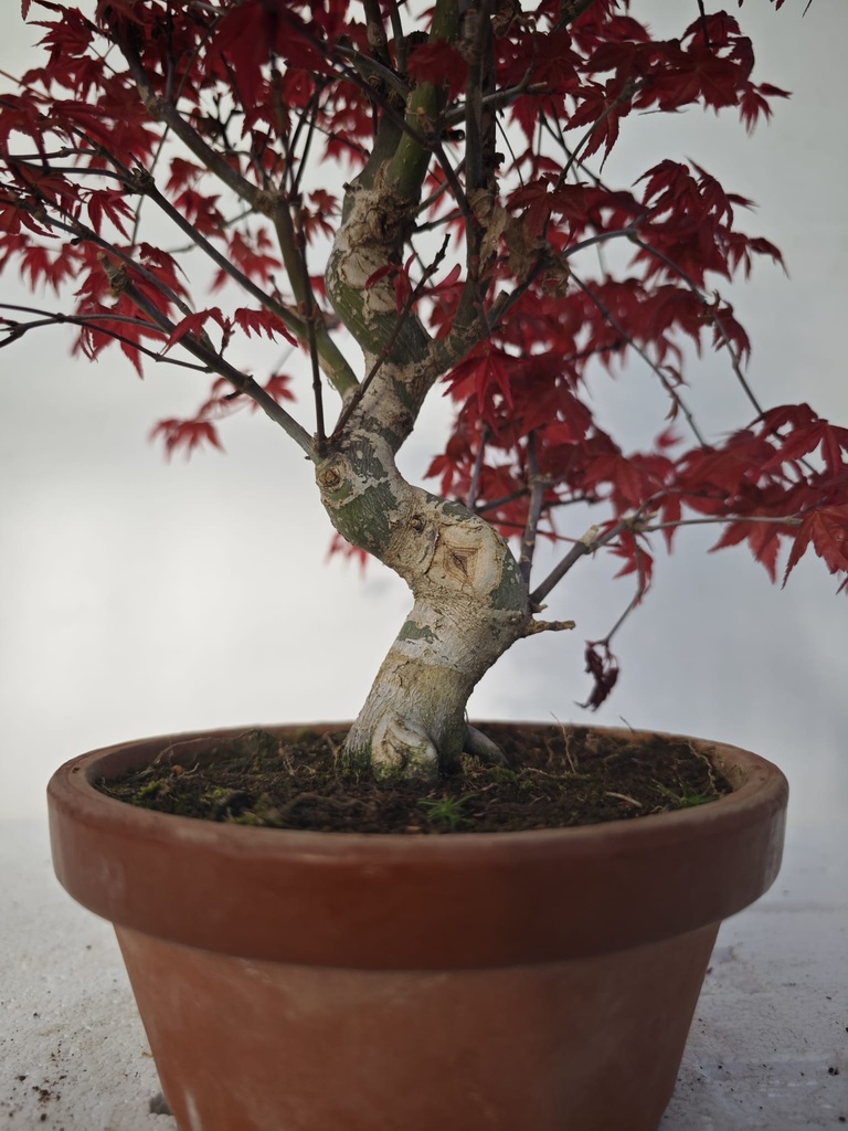 *D 29. Acer palmatum deshojo 220 euros con envio gratis peninsula.