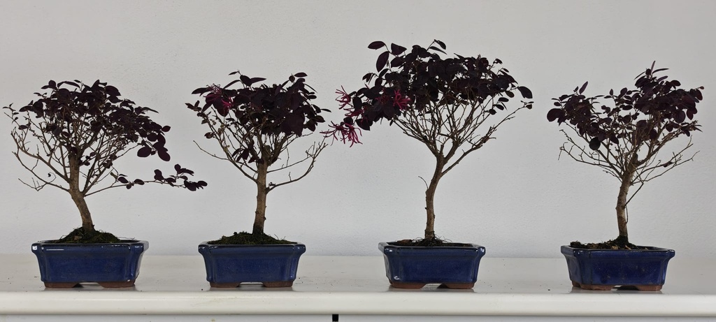 *Loropetalum 39 euros con evio gratis peninsula.