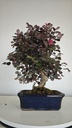 *L 21. Loropetalum 75 euros con evio gratis peninsula.