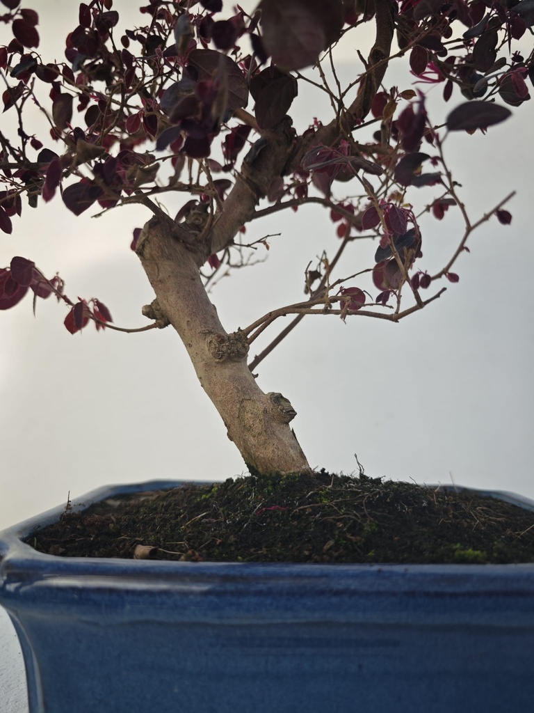 *L 24. Loropetalum 100 euros con evio gratis peninsula.