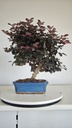 *L 24. Loropetalum 85 euros con evio gratis peninsula.