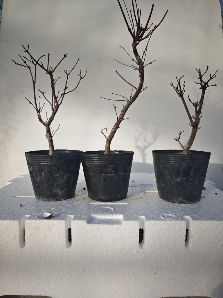 * Acer palmatum deshojo 55 euros con envio gratis peninsula-