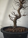 *Ca 2. Carpinus coreana 120 euros con envio gratis peninsula.