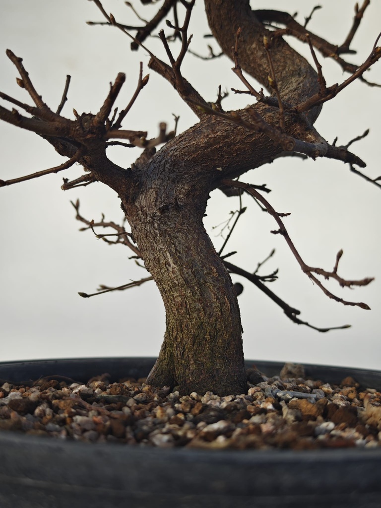 *Ca 3. Carpinus coreana 120 euros con envio gratis peninsula.