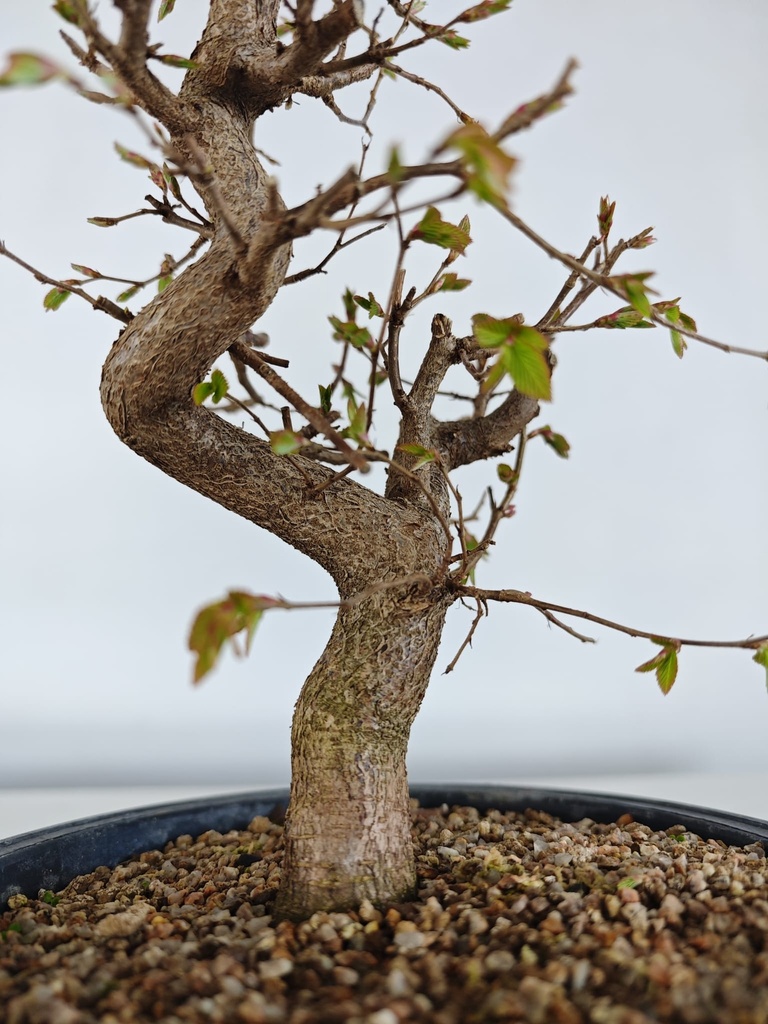 *Ca 4. Carpinus coreana 120 euros con envio gratis peninsula.