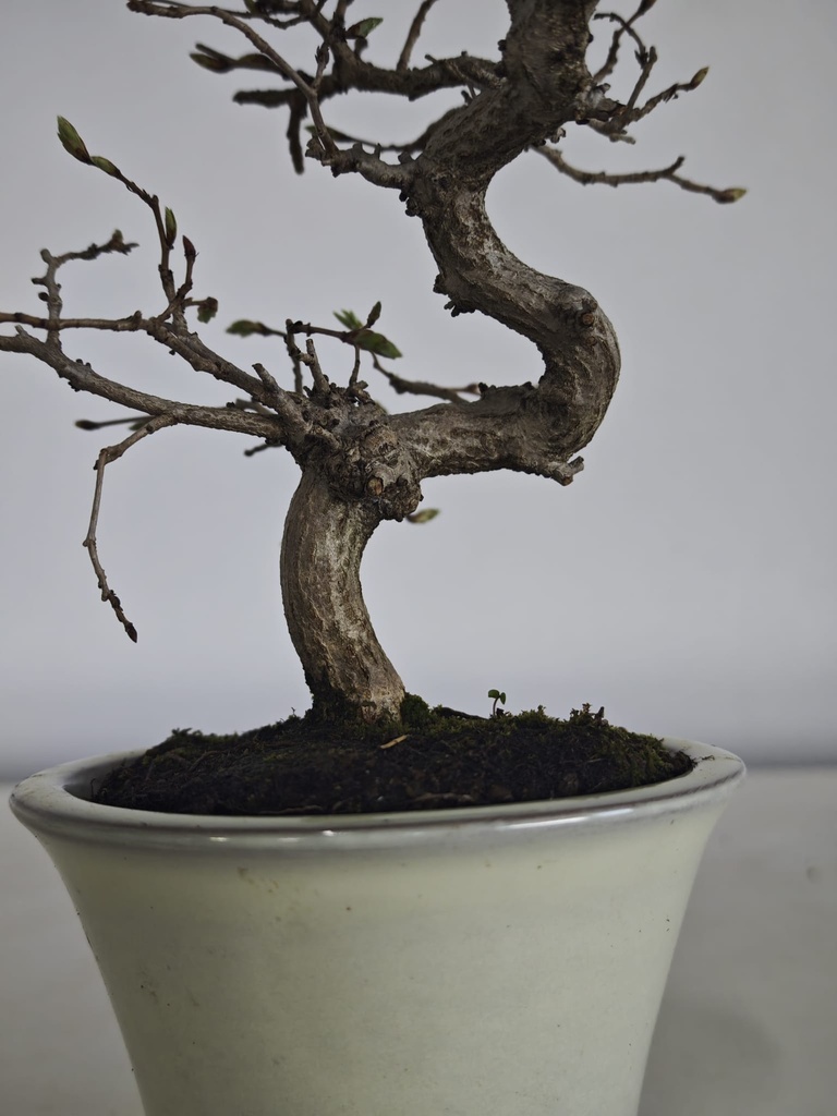 *Cr 1. Crataegus cuneata 180 euros con envio gratis peninsula.