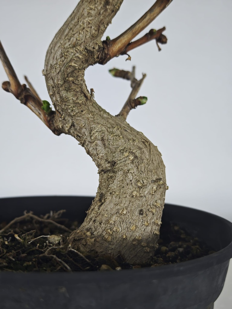 *Gi 1.  Gingo biloba 70 euros con envio gratis peninsula.