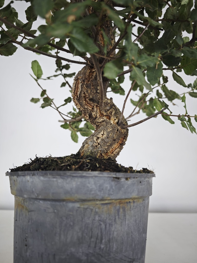 *Q 28. Quercur 90 euros con envio gratis peninsula.