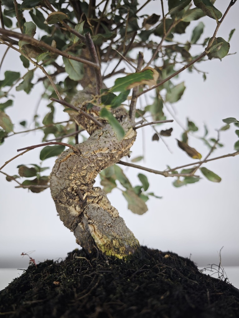 *Q 39. Quercur suber 90 euros con envio gratis peninsula.