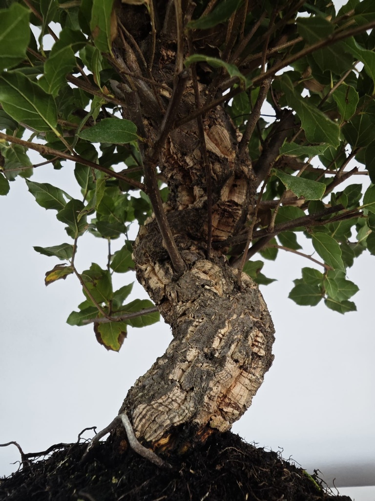 *Q 42. Quercur suber 90 euros con envio gratis peninsula.