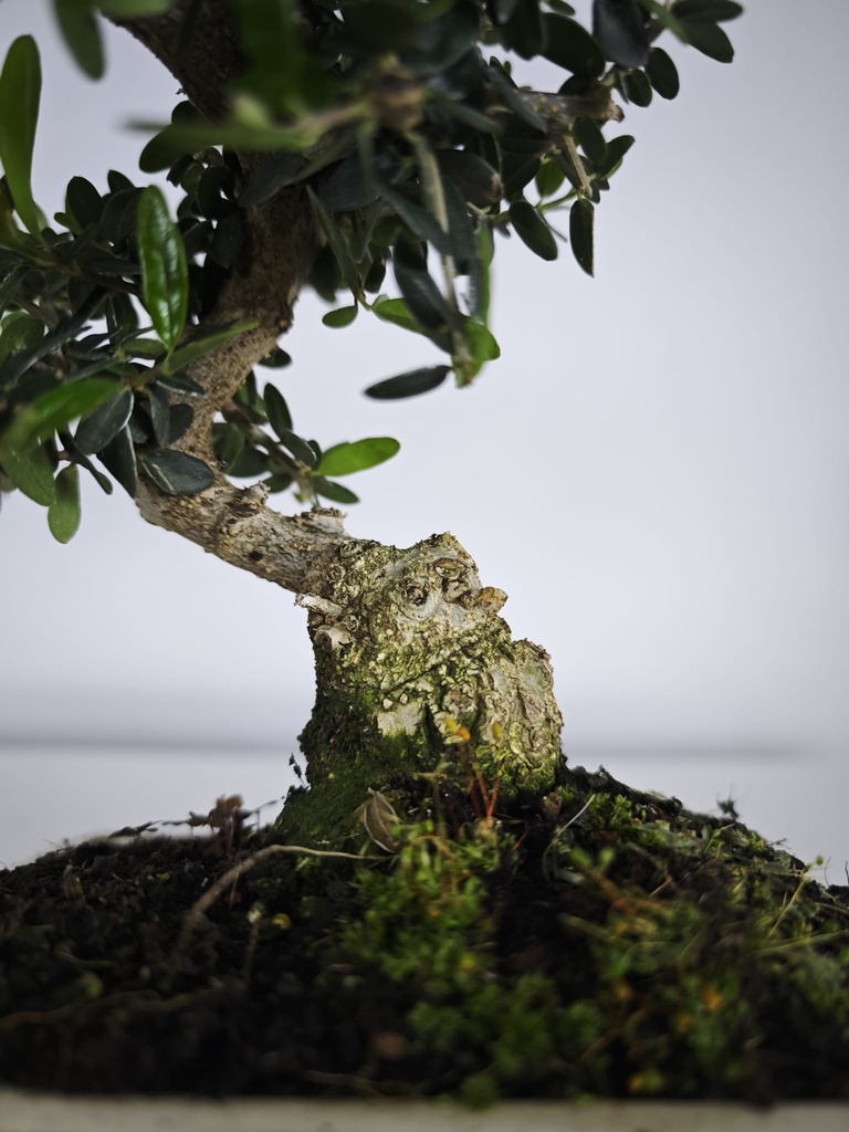 *O 11.  Olea Sylvestris 45 euros con envio gratis peninsula.