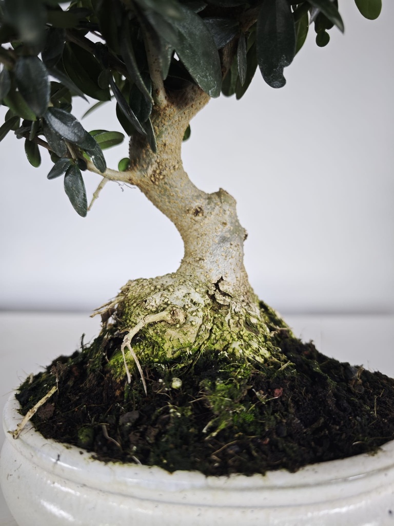 *O 15. Olea Sylvestris 66 euros con envio gratis peninsula.