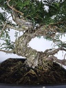 *I 2. Juniperus chinensis itoigawa 440 euros con envio gratis peninsula.