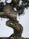 *I 4. Juniperus chinensis itoigawa 260 euros con envio gratis peninsula.