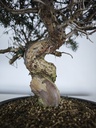 *K 3. Juniperus chinensis kyushu 230 euros con envio gratis peninsula.
